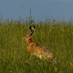 rabbit in the grass