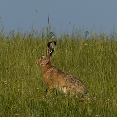 rabbit in the grass