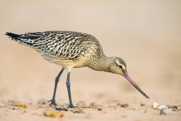Bar-tailed Godwit, Limosa lapponica, bird feeding on the beach at low tide