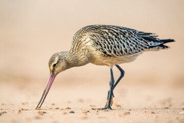 Bar-tailed Godwit, Limosa lapponica, bird feeding on the beach at low tide