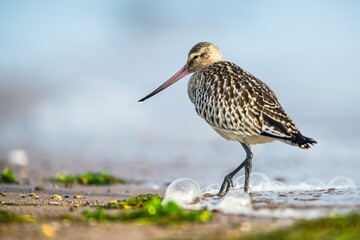 Bar-tailed Godwit, Limosa lapponica, bird feeding on the beach at low tide