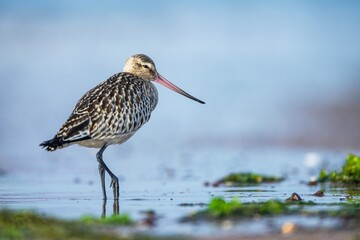 Bar-tailed Godwit, Limosa lapponica, bird feeding on the beach at low tide