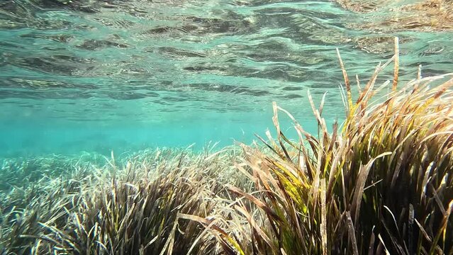Posidonia oceanica on the seabed