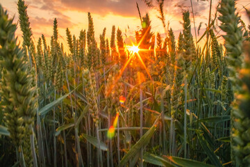 field of wheat