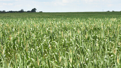 ears of corn and green leaves on a field background close-up. Corn farm. A selective focus picture of corn cob in organic corn field. concept of good harvest, agricultural