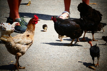 Chicken on the street