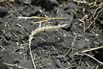 spikelet of wheat on the ground. Ripe large ears of wheat. Close-up. rich summer harvest, farming, agricultural industry for food. Spot focus on spikelet. Global warming and climate change theme