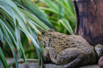 frog in the grass