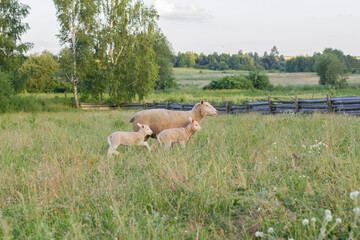 Obraz na płótnie Canvas Sheep on a green meadow. Little lambs walk next to mother sheep.