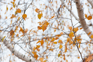 autumn birch leaves. beautiful autumn background. dry leaves. Birch trunk and leaves in autumn. in a park or forest. nature, season. selective focus. natural autumn background