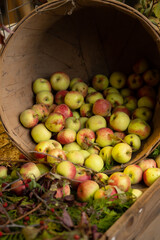 freshly picked apples in bushel at local fair agricultural nutritional food apple background backdrop some bruised locally grown and harvested on apple farm vertical room for type fruit education 