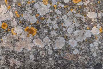 abstract background of an old stone overgrown with lichen close up