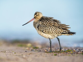 Bar-tailed Godwit, Limosa lapponica, bird feeding on the beach at low tide