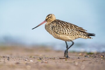 Bar-tailed Godwit, Limosa lapponica, bird feeding on the beach at low tide