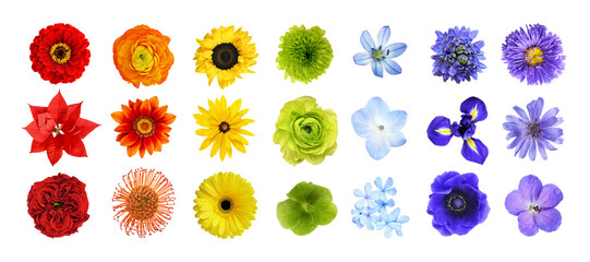 Set of different colorful flowers (rainbow) isolated on white or transparent background. Top view.