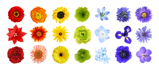 Set of different colorful flowers (rainbow) isolated on white or transparent background. Top view.