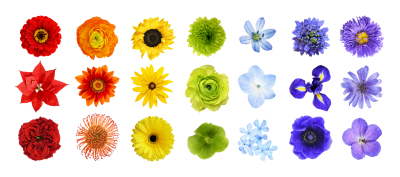 Set of different colorful flowers (rainbow) isolated on white or transparent background. Top view.