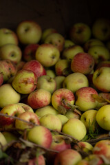 freshly picked apples in bushel at local fair agricultural nutritional food apple background backdrop some bruised locally grown and harvested on apple farm vertical room for type fruit education 