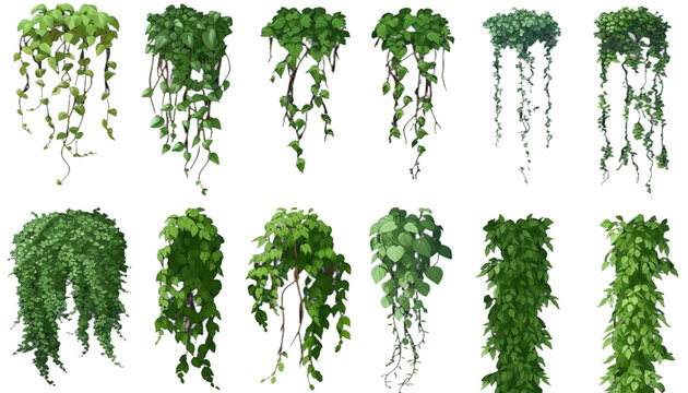 Set of various creeper plants, 3d render, transparent background, png cutout