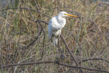 Obraz premium Dramatic movement of great egret near lake. Beautiful wall paintings or posters Seasonal greetings of white bird. Cool image