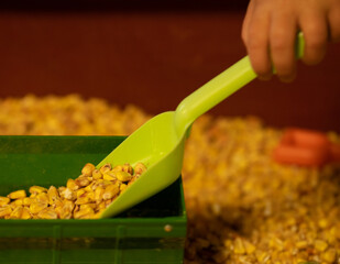 close up of child's hands playing with miniature farm equipment and corn kernels at local fair...