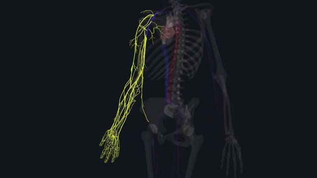 the axillary vein is a large blood vessel that conveys blood from the lateral aspect of the thorax, axilla (armpit)