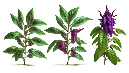 set of Vernonia Elliptica creeper plant, 3d render, transparent background, png cutout