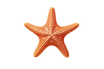 Fototapeta na wymiar Starfish. isolated object, transparent background