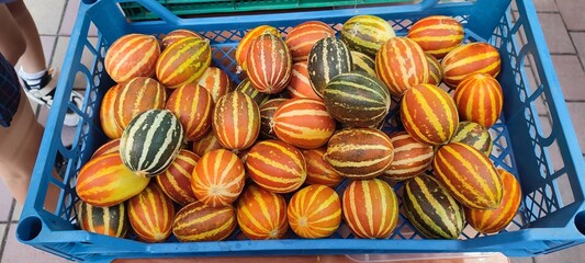 A new type of watermelon crossed with melon, pineapple