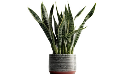 Snake plant, Sansevieria trifasciata, Low maintenance air-purifying plant, 3d render, transparent background, png cutout