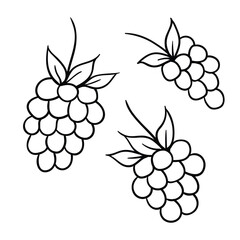 Hand drawing style of berry vector. It is suitable for fruits icon, sign or symbol.