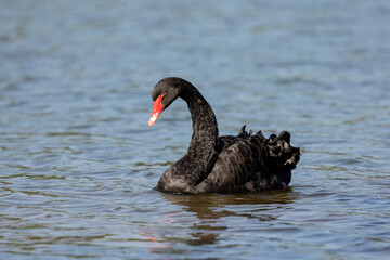 Black swan, Cygnus atratus,