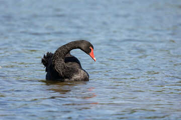 Black swan, Cygnus atratus,