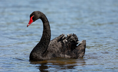 Fototapeta premium Black swan, Cygnus atratus,