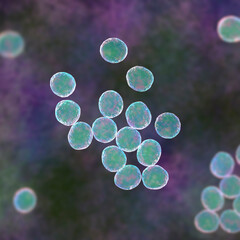 Staphylococcus bacteria, 3D illustration.