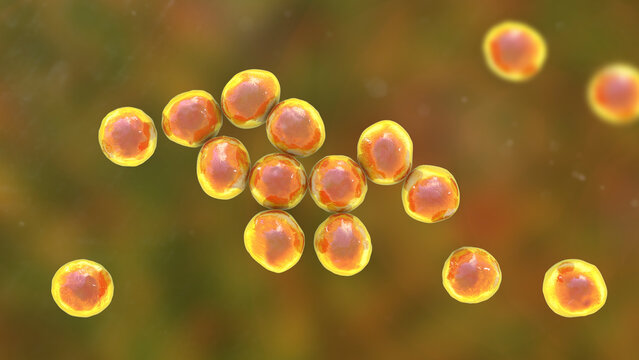 Staphylococcus bacteria, 3D illustration.