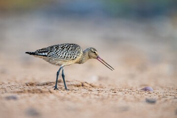 Bar-tailed Godwit, Limosa lapponica, bird feeding on the beach at low tide