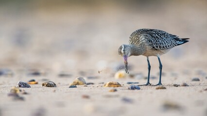 Bar-tailed Godwit, Limosa lapponica, bird feeding on the beach at low tide