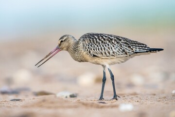 Bar-tailed Godwit, Limosa lapponica, bird feeding on the beach at low tide