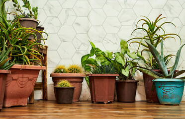 home garden interior filled a lot of beautiful plants, cacti, succulents, air plant in different design pots