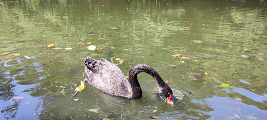 A Black Swan. With its sleek black feathers and striking red beak, this unique waterbird is a sight to behold