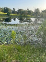 pond