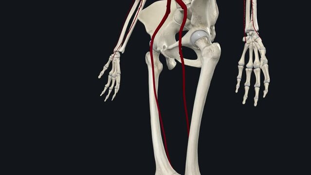 The femoral artery is a large blood vessel that provides oxygenated blood
