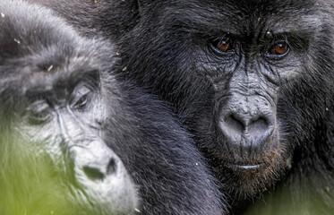 Mountain Gorillas at Bwindi Impenetrable Forest