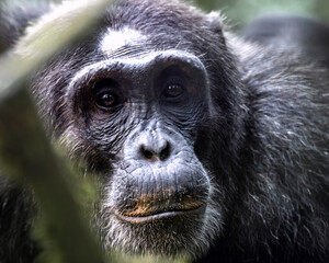 This great ape is one of our closest relatives, sharing about 98 percent of their genes with us. They have thickset bodies with short legs, opposable thumbs, no tails, and long arms that are 1.5 times