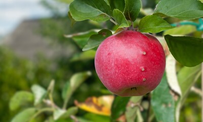 Apple scab is a fungal disease affecting apple trees, causing dark scaly lesions on leaves and fruit. It can harm orchard yields.
