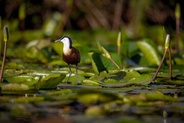 African Jacana
