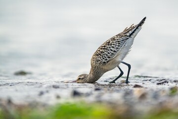 Black-tailed Godwit, Limosa limosa, birds feeding on the beach at low tide