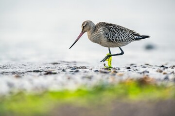 Bar-tailed Godwit, Limosa lapponica, bird feeding on the beach at low tide