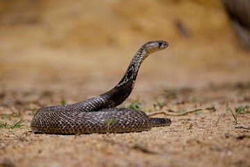 The Indian cobra, also known as the spectacled cobra, Asian cobra, or binocellate cobra, is a species of the genus Naja found, in India, Pakistan, Bangladesh, Sri Lanka, Nepal, and Bhutan,